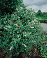 Syrenbuddleja 'White Profusion' 1-pack i kruka