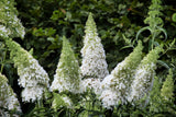 Syrenbuddleja 'White Profusion' 3-pack i kruka