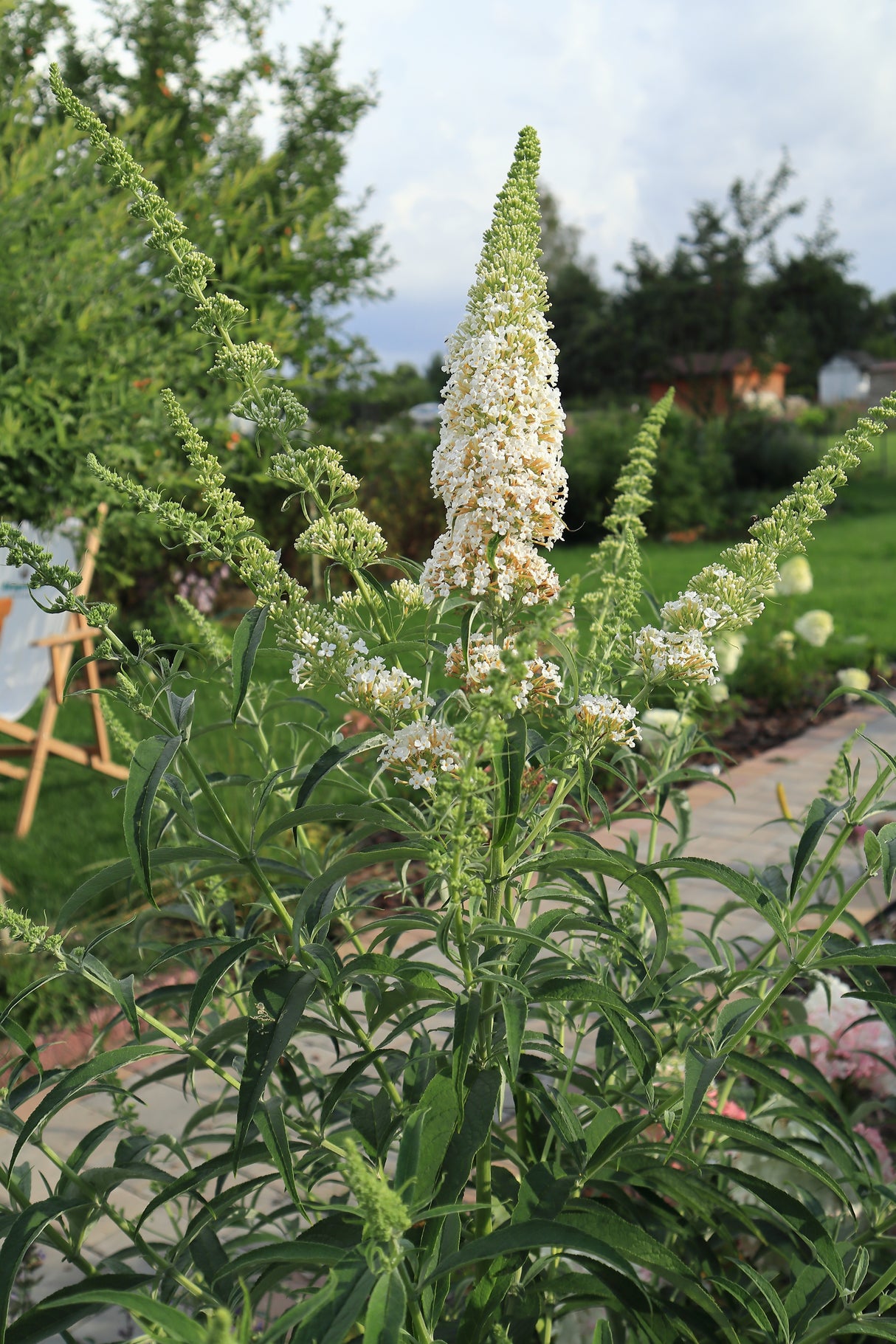 Syrenbuddleja 'White Profusion' 3-pack i kruka
