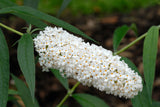 Syrenbuddleja 'White Profusion' 1-pack i kruka
