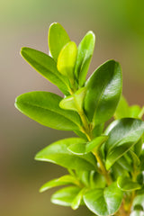 Buxus sempervirens, 30-40 cm, 3-pack