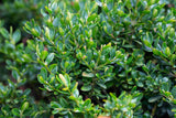 Buxus sempervirens, 30-40 cm, 10-pack