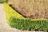 Buxus sempervirens, 30-40 cm, 3-pack