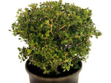 Buxus microphylla 'Faulkner' (klotform), 30-35, 5-pack