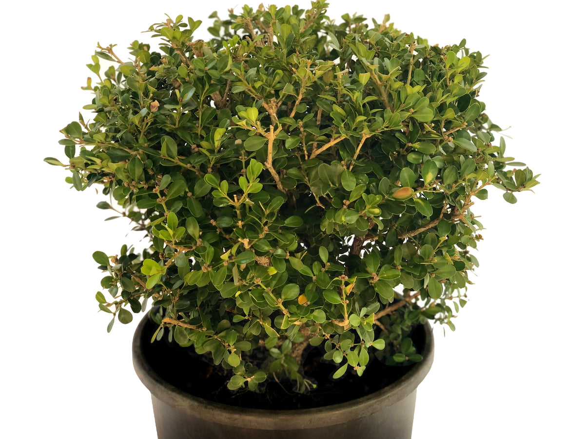 Buxus microphylla 'Faulkner' (klotform), 30-35, 3-pack