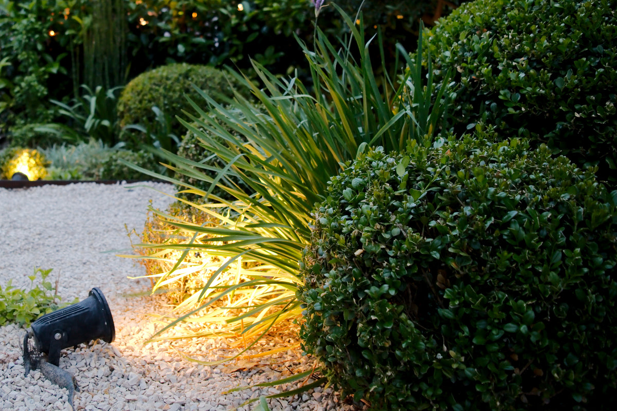 Buxus microphylla 'Faulkner' (klotform), 30-35, 1-pack