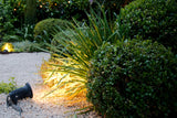 Buxus microphylla 'Faulkner' (klotform), 30-35, 5-pack