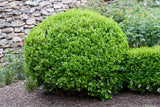 Buxus microphylla 'Faulkner' (klotform), 30-35, 5-pack