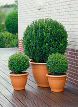 Buxus sempervirens (klotform), Ø35-40, 1-pack