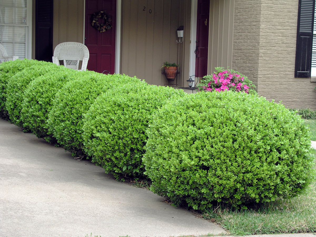 Buxus sempervirens(klotform), Ø35-40, 5-pack