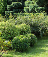 Buxus sempervirens(klotform), Ø35-40, 5-pack