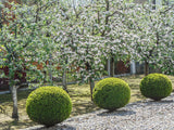 Buxus sempervirens (klotform), Ø35-40, 1-pack