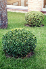 Buxus sempervirens(klotform), Ø35-40, 5-pack