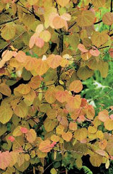 Cercidiphyllum japonicum, 1-pack