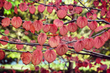 Cercidiphyllum japonicum, 1-pack
