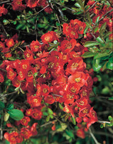 Hybridrosenkvitten 'Nicoline' 1-pack i kruka