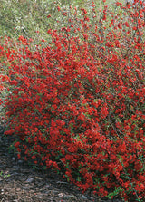 Chaenomeles ? superba 'Nicoline', 10-pack