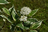 Cornus alba 'Elegantissima', 3-pack