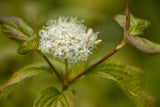 Cornus alba 'Sibirica', 10-pack