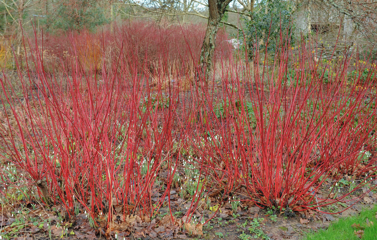Cornus alba 'Sibirica', 1-pack