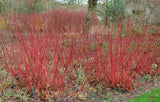 Cornus alba 'Sibirica', 3-pack