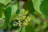Cornus alba 'Sibirica', 1-pack