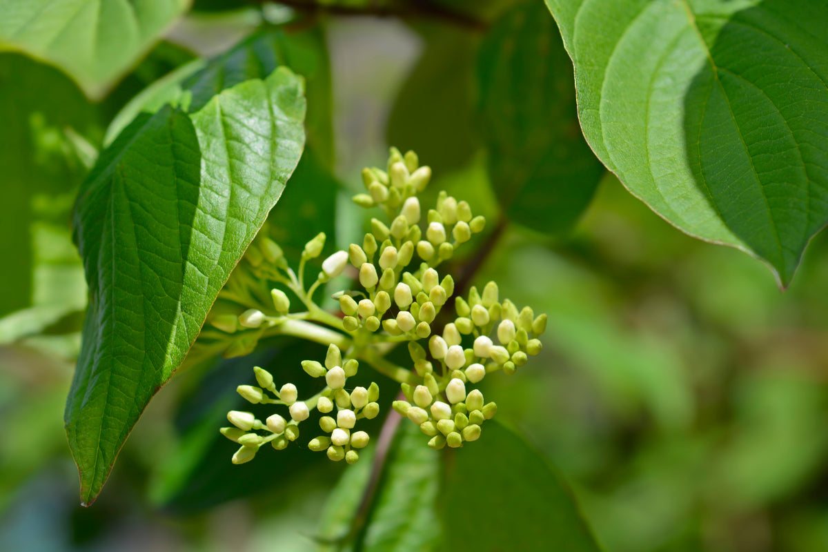 Cornus alba 'Sibirica', 3-pack