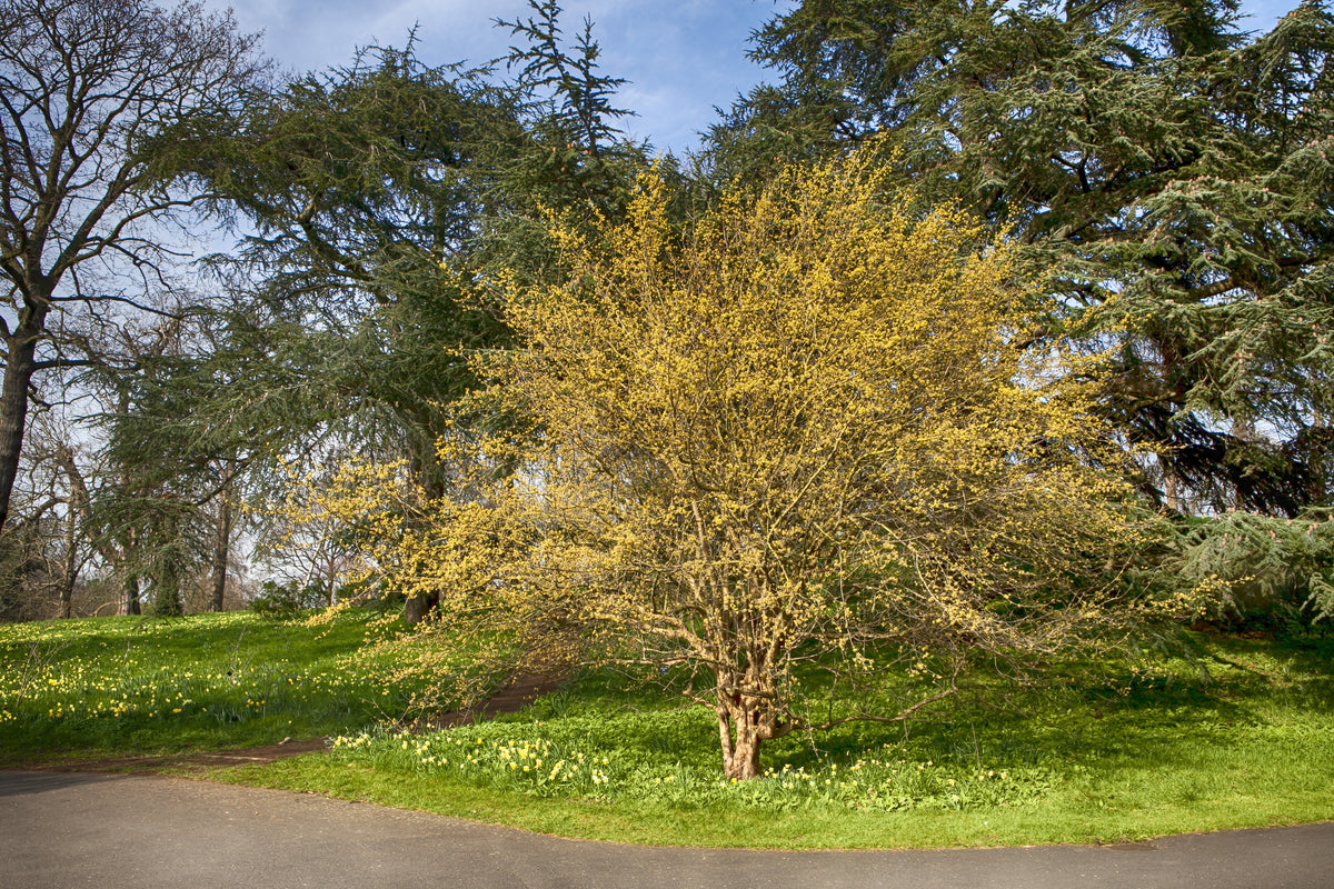 Cornus mas, 5-pack