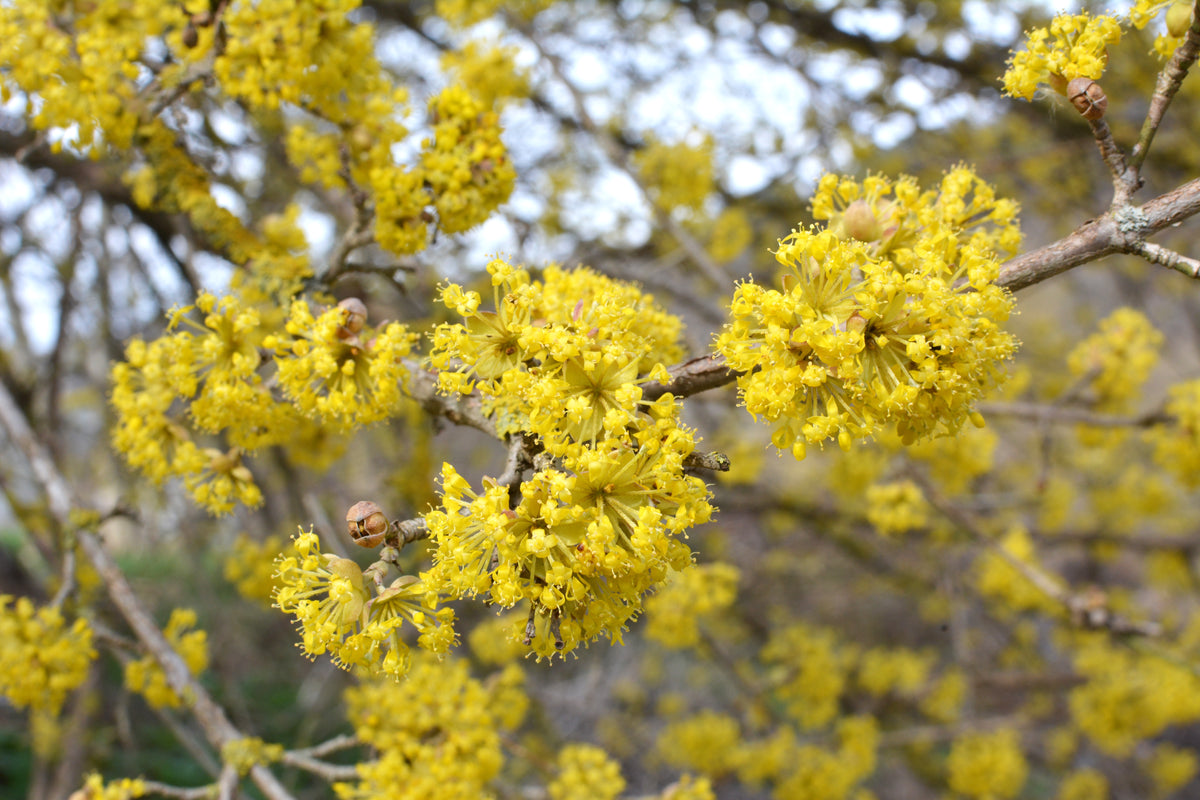 Cornus mas, 5-pack