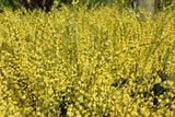 Cytisus ? praecox 'Allgold', 10-pack