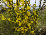 Cytisus ? praecox 'Allgold', 10-pack