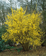 Forsythia ? intermedia 'Lynwood', 10-pack