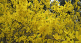 Forsythia ? intermedia 'Lynwood', 10-pack
