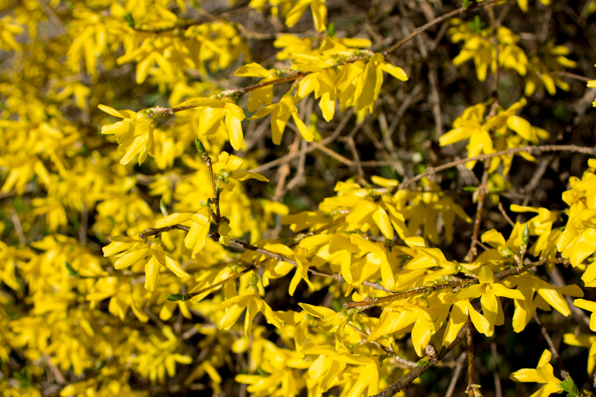 Forsythia ? intermedia 'Lynwood', 1-pack