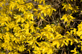 Forsythia ? intermedia 'Lynwood', 10-pack