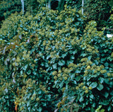 Hedera 'Arborescens', 10-pack
