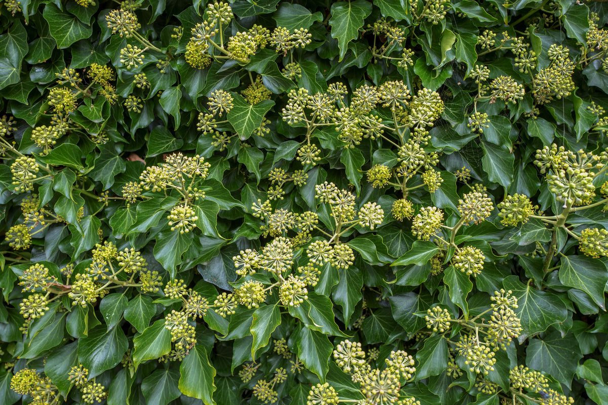 Hedera 'Arborescens', 5-pack