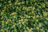 Hedera 'Arborescens', 5-pack
