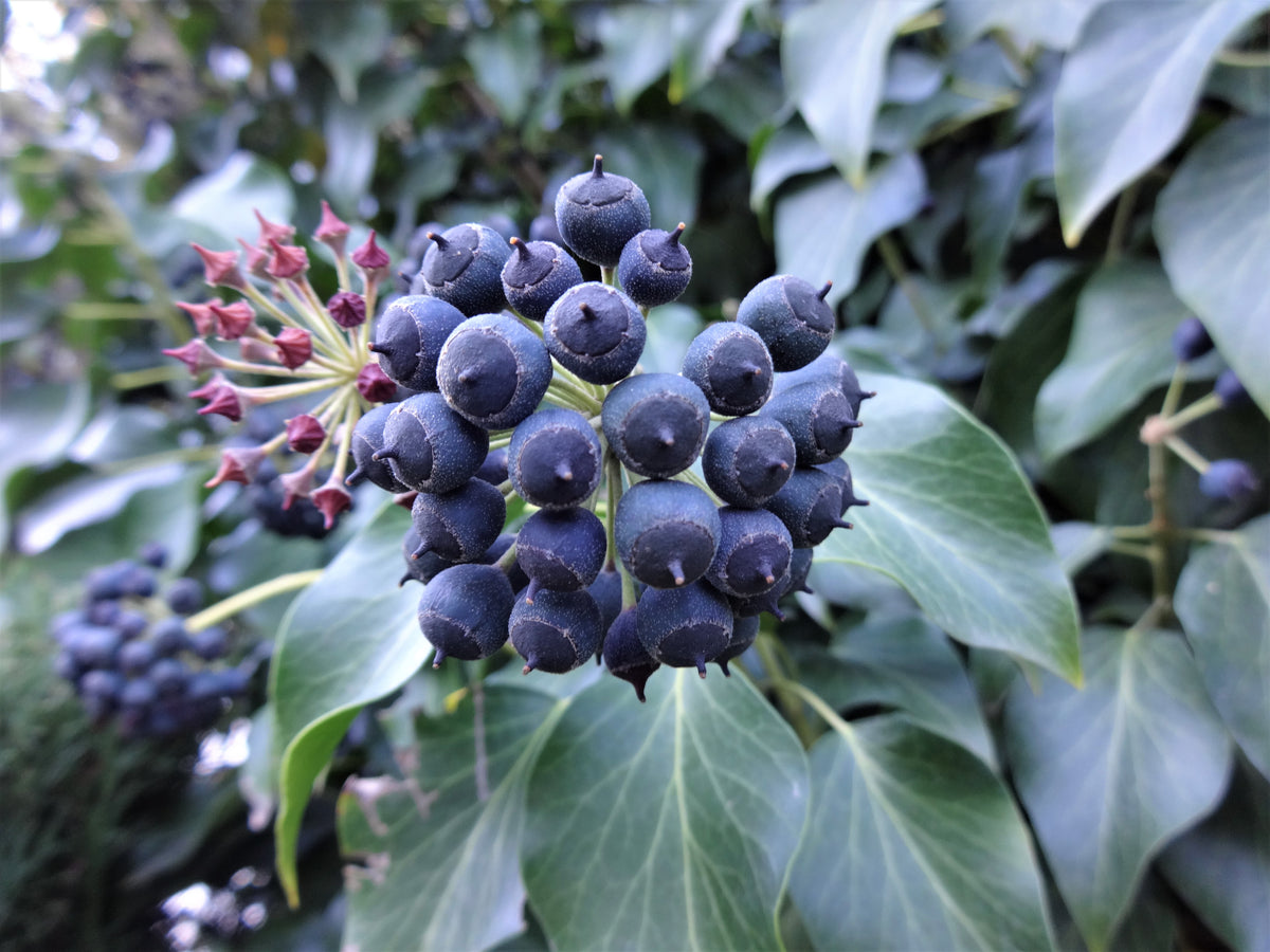 Hedera 'Arborescens', 10-pack