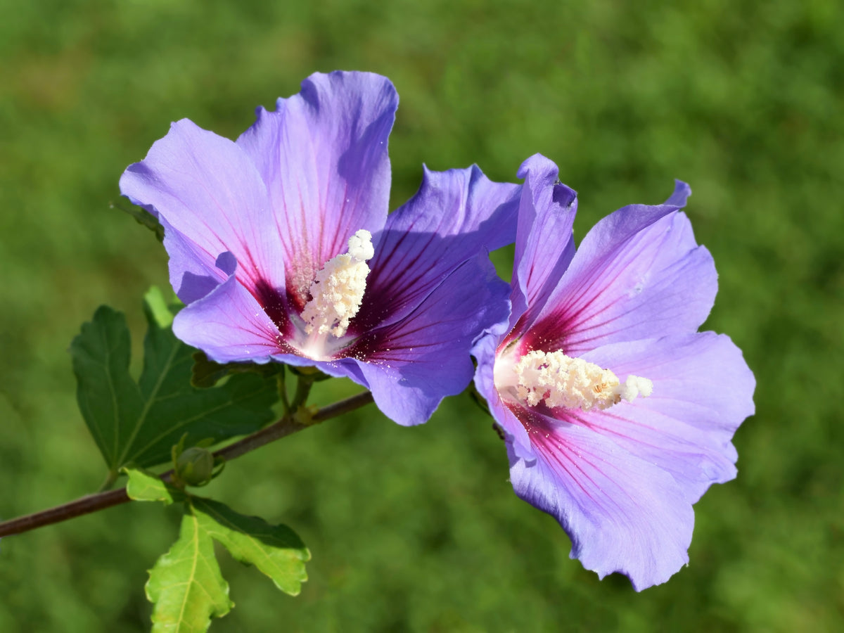 Hibiscus syriacus 'Oiseau Bleu', 3-pack