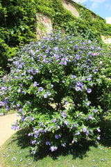 Frilandshibiskus 'Oiseau Bleu' 1-pack i kruka