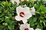 Hibiscus syriacus 'Red Heart', 3-pack