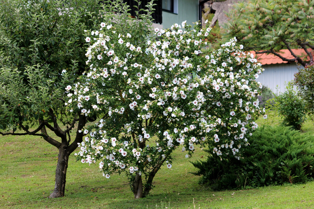Hibiscus syriacus 'Red Heart', 3-pack