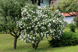 Hibiscus syriacus 'Red Heart', 3-pack