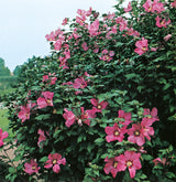 Frilandshibiskus 'Woodbridge' 3-pack i kruka
