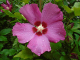 Frilandshibiskus 'Woodbridge' 3-pack i kruka