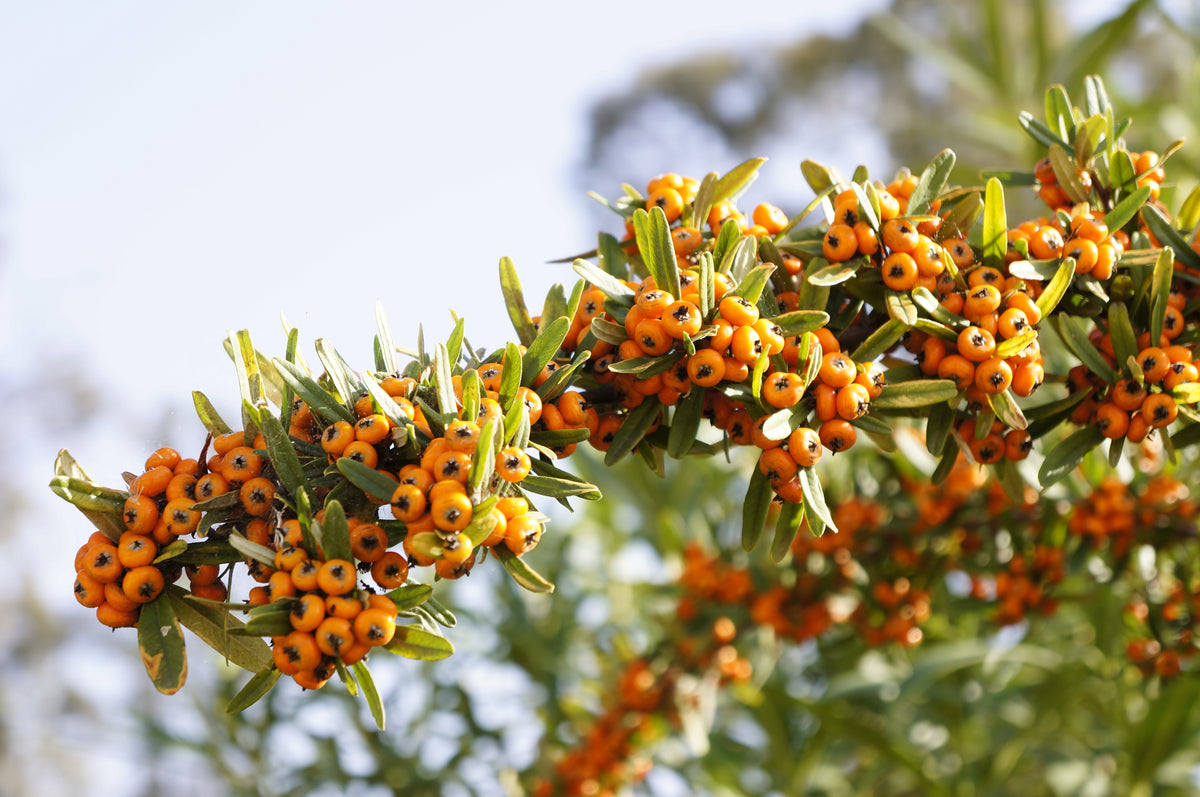 Hippophae rhamnoides 'BALSGÅRD Lotta' E (hon-pl), 1-pack
