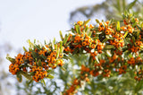 Hippophae rhamnoides 'BALSGÅRD Lotta' E (hon-pl), 1-pack