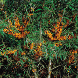 Hippophae rhamnoides 'BALSGÅRD Lotta' E (hon-pl), 5-pack
