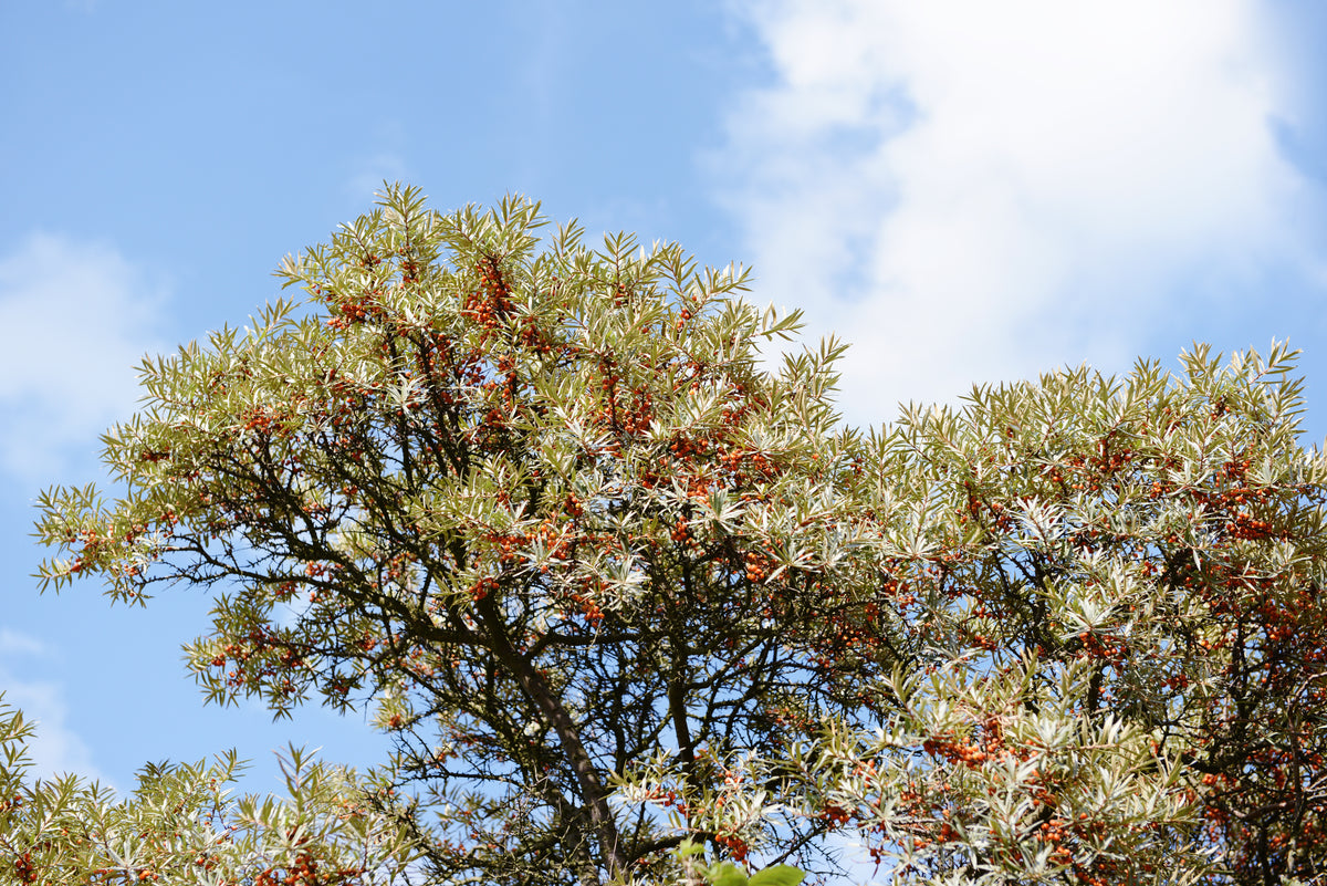 Hippophae rhamnoides 'BALSGÅRD Lotta' E (hon-pl), 1-pack